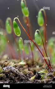 Attēlu rezultāti vaicājumam “Pohlia nutans sporophyte”