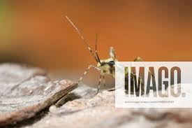 Attēlu rezultāti vaicājumam “Phytocoris tiliae imago”