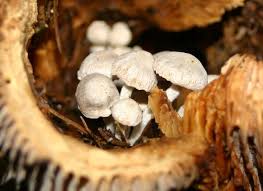 Attēlu rezultāti vaicājumam “Asterophora lycoperdoides”