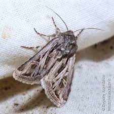 Attēlu rezultāti vaicājumam “Dryophilocoris flavoquadrimaculatus imago”