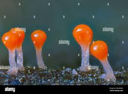Attēlu rezultāti vaicājumam “Trichia contorta spores”