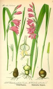 Attēlu rezultāti vaicājumam “Gladiolus imbricatus”