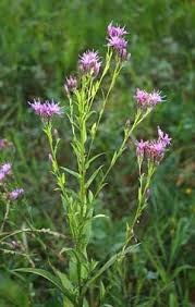 Attēlu rezultāti vaicājumam “Serratula tinctoria”