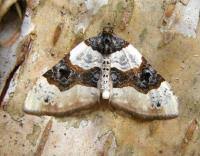 Attēlu rezultāti vaicājumam “Cosmorhoe ocellata”