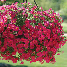 Image result for Petunia