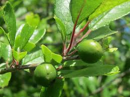 Attēlu rezultāti vaicājumam “Prunus spinosa leaf”