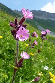 Image result for Silene dioica