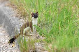 Attēlu rezultāti vaicājumam “Mustela erminea”