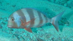 Image result for Chrysoblephus cristiceps