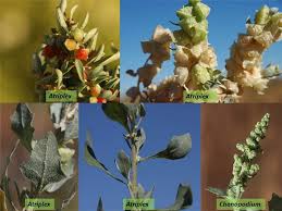 Attēlu rezultāti vaicājumam “Chenopodiaceae”