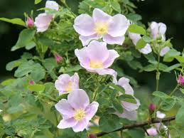 Attēlu rezultāti vaicājumam “Rosa majalis”