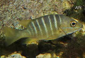 Image result for Lutjanus apodus