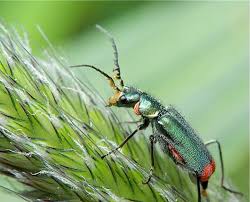 Attēlu rezultāti vaicājumam “Malachius bipustulatus”