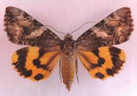 Attēlu rezultāti vaicājumam “Epirranthis diversata”