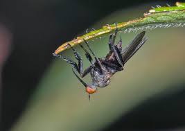 Attēlu rezultāti vaicājumam “Empis sp.”