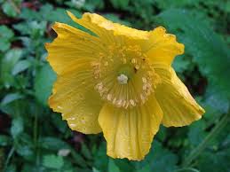 Image result for Meconopsis cambrica