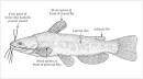 Ictaluridae features - Coarse fish - Te Ara Encyclopedia of New ...