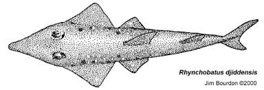 Image result for Rhynchobatus djiddensis