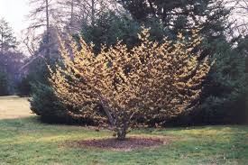 Attēlu rezultāti vaicājumam “Hamamelis mollis”