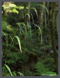 Attēlu rezultāti vaicājumam “Cinna latifolia”