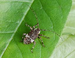 Attēlu rezultāti vaicājumam “Cerambycidae”