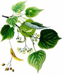 Attēlu rezultāti vaicājumam “Tilia platyphyllos subsp. platyphyllos”