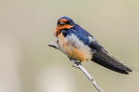 Attēlu rezultāti vaicājumam “Hirundinidae”