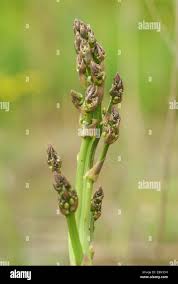 Attēlu rezultāti vaicājumam “Asparagus officinalis”