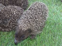 Attēlu rezultāti vaicājumam “Erinaceus roumanicus”