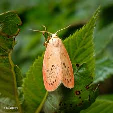 Attēlu rezultāti vaicājumam “Miltochrista miniata”
