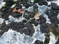 Attēlu rezultāti vaicājumam “Leptogium lichenoides”