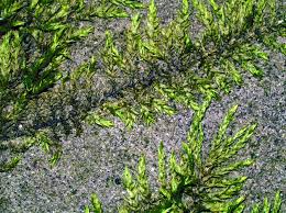 Attēlu rezultāti vaicājumam “Homomallium incurvatum sporophyte”