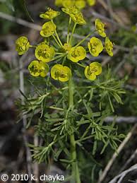 Attēlu rezultāti vaicājumam “Euphorbia cyparissias flower”