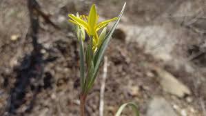 Attēlu rezultāti vaicājumam “Gagea pratensis flower”