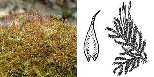 Attēlu rezultāti vaicājumam “Pylaisia polyantha”