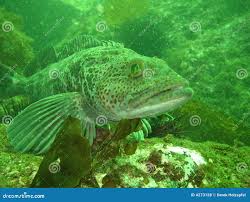 Image result for Ophiodon elongatus