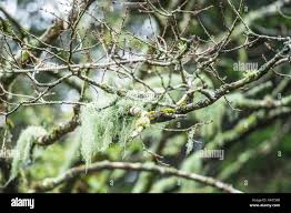 Attēlu rezultāti vaicājumam “Usnea subfloridana”