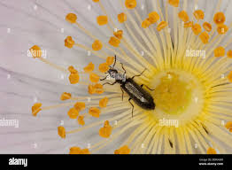 Attēlu rezultāti vaicājumam “Dasytes caeruleus imago”