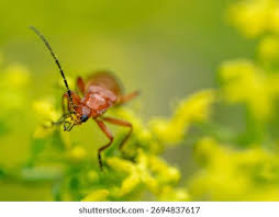 Attēlu rezultāti vaicājumam “Rhagonycha fulva”