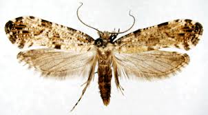 Attēlu rezultāti vaicājumam “Morophaga choragella”