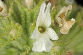 Image result for Marrubium vulgare