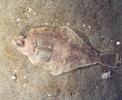 Image result for Parophrys vetulus