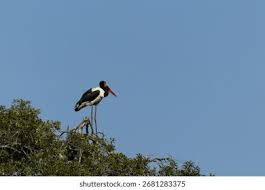 Attēlu rezultāti vaicājumam “Ciconiiformes”