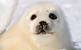 Image result for Pagophilus groenlandicus