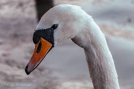 Attēlu rezultāti vaicājumam “Cygnus olor”