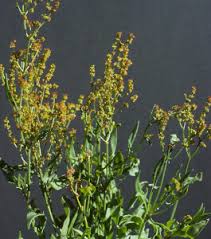 Attēlu rezultāti vaicājumam “Rumex acetosella flower”