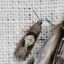 Attēlu rezultāti vaicājumam “Epinotia brunnichana”