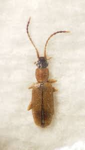 Attēlu rezultāti vaicājumam “Silvanidae”