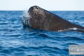 Image result for Physeter macrocephalus