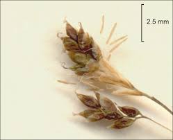 Attēlu rezultāti vaicājumam “Carex capillaris”